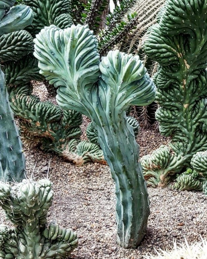 Myrtillocactus geometrizans cristata