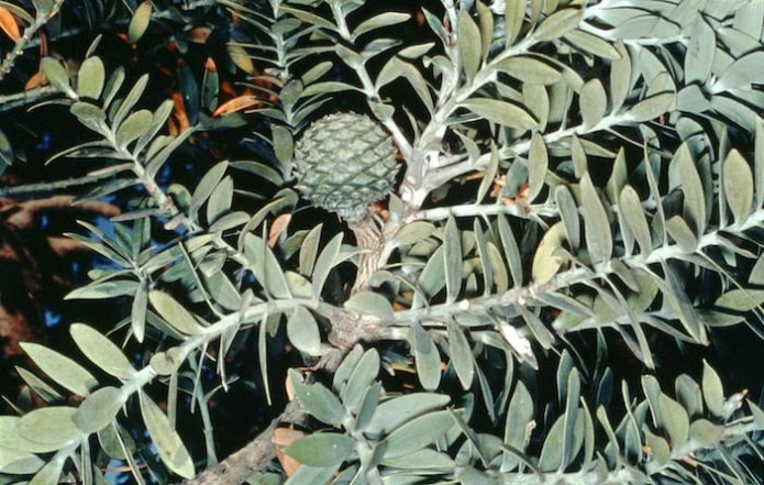 Агатис