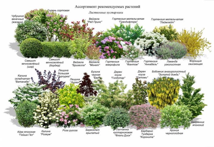 кусты для миксбордера