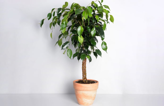 косичка из фикуса