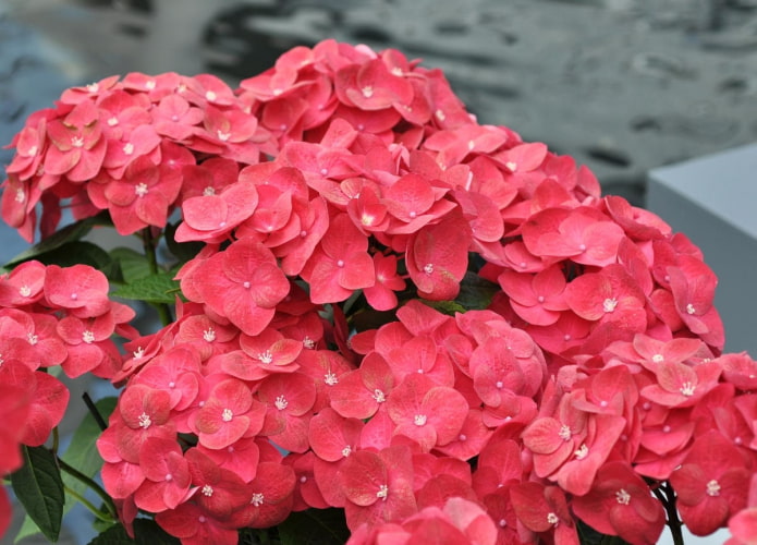 Red Sensation