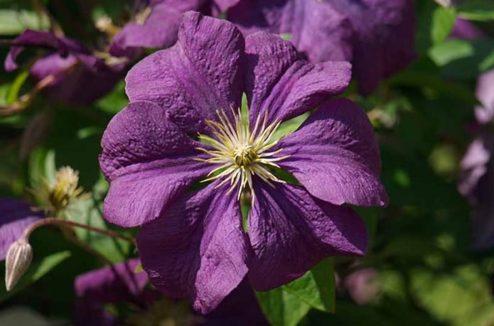 Etoile Violette